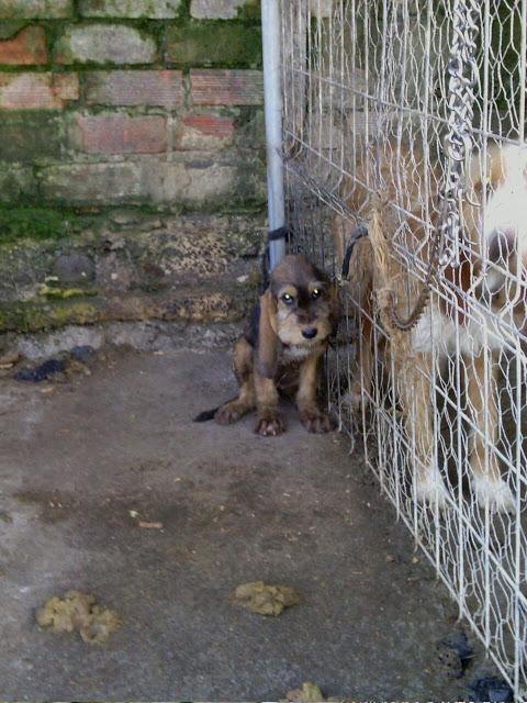 Cachorrito, solo a conocido las rejas de una jaula y el hambre. (Asturias)