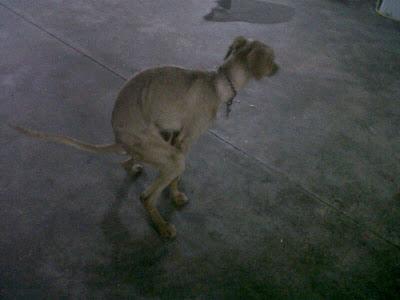 Los despojos de los cazadores, AYUDA DESESPERADA!! (Córdoba)