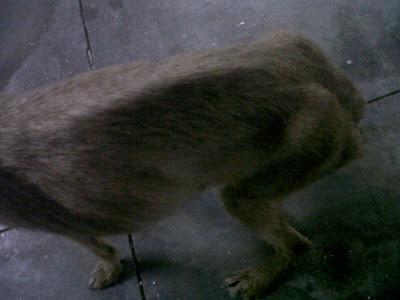 Los despojos de los cazadores, AYUDA DESESPERADA!! (Córdoba)