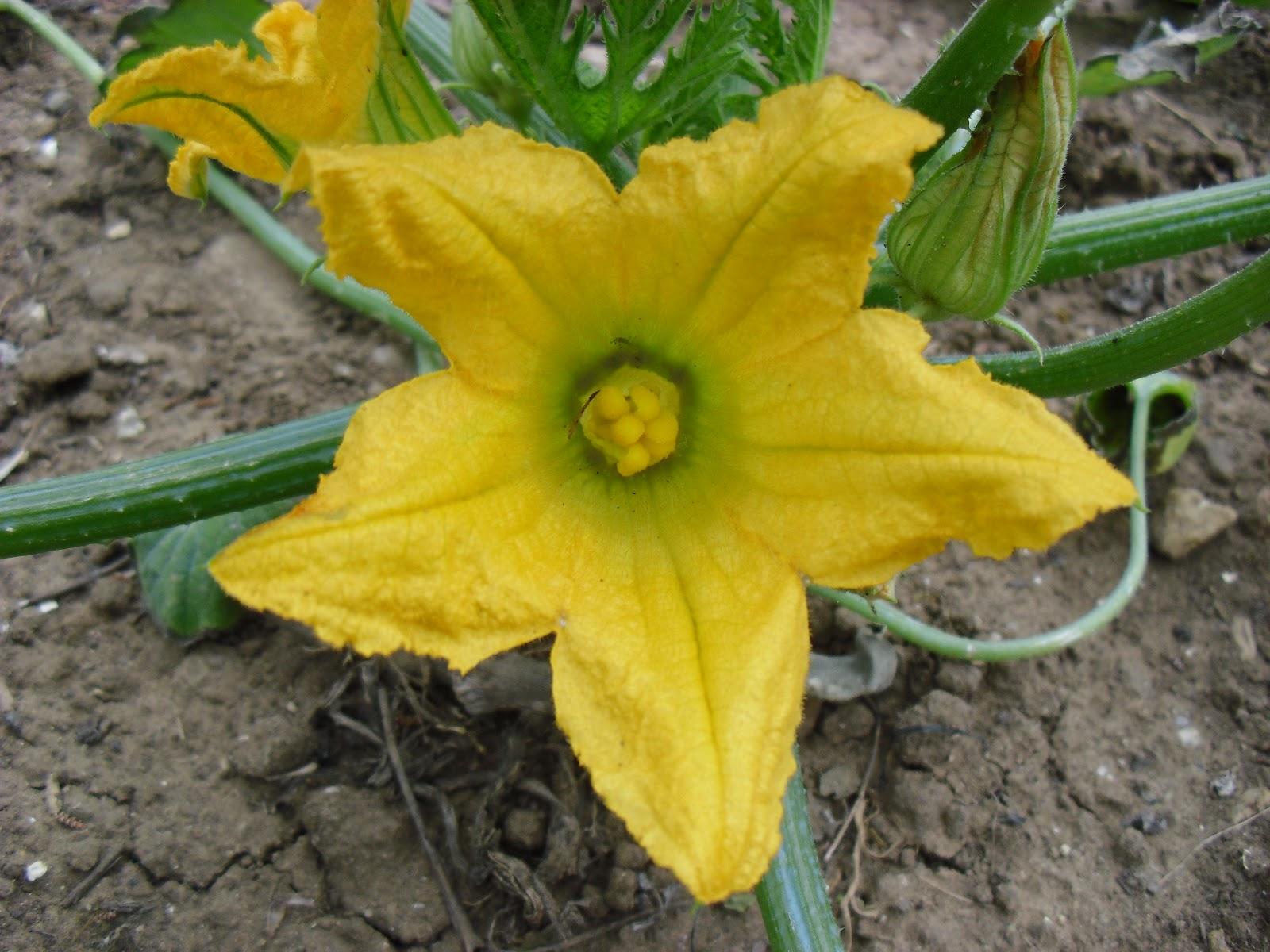 LA FLORES DE MI HUERTO (Cap. 2º) - Paperblog