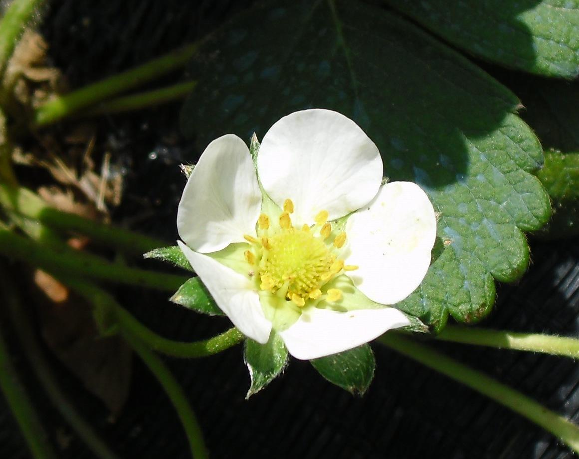 LA FLORES DE MI HUERTO (Cap. 2º)