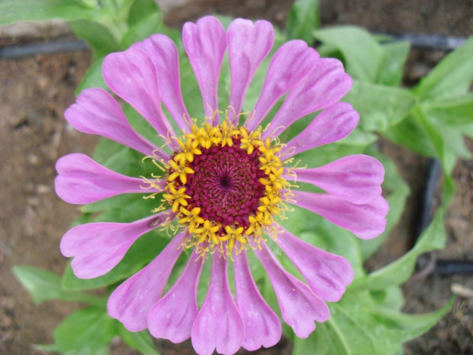 LA FLORES DE MI HUERTO (Cap. 2º)