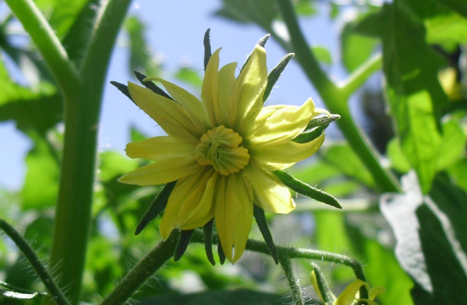 LA FLORES DE MI HUERTO (Cap. 2º)