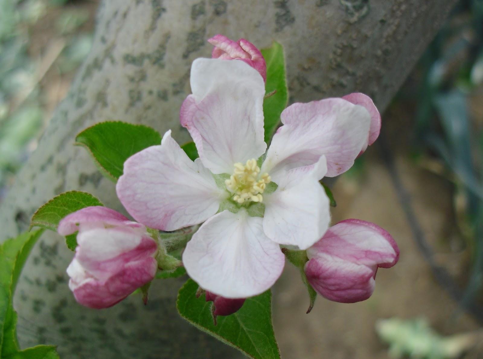 LA FLORES DE MI HUERTO (Cap. 2º)