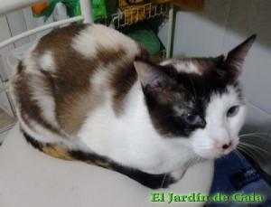 Maneki Neko, el gato que saluda gata tricolor 300x229 Maneki Neko, el gato que saluda