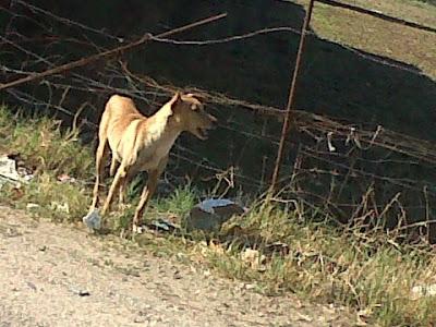 Los despojos de los cazadores, AYUDA DESESPERADA!! (Córdoba)