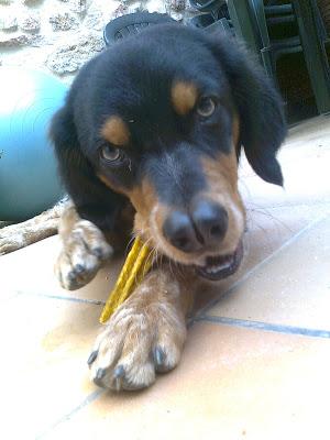 BRUC, RESULTADO DE UNA ADOPCIÓN FALLIDA.