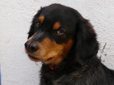 BRUC, RESULTADO DE UNA ADOPCIÓN FALLIDA.