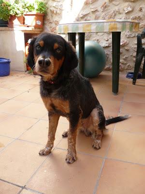 BRUC, RESULTADO DE UNA ADOPCIÓN FALLIDA.