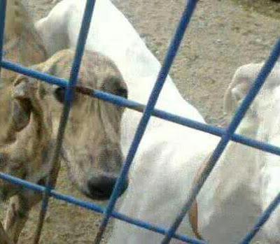 Galga en la perrera con la pata rota. URGENTE CASA DE ACOGIDA!! Madrid o alrededores.