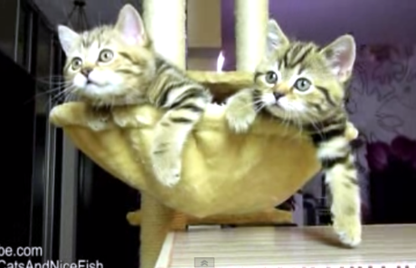 Video: Dos Gatitos Mirando un Partido de Tenis Video: Dos Gatitos Mirando un Partido de Tenis