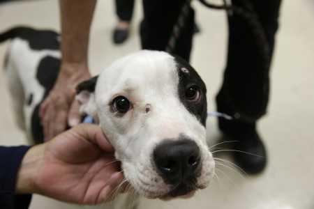 Perro vence a la muerte dos veces: Disparado en la cabeza y enterrado.