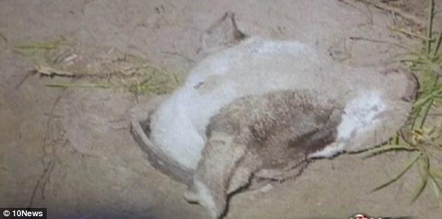 Perro vence a la muerte dos veces: Disparado en la cabeza y enterrado.