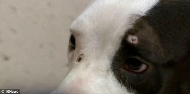 Perro vence a la muerte dos veces: Disparado en la cabeza y enterrado.