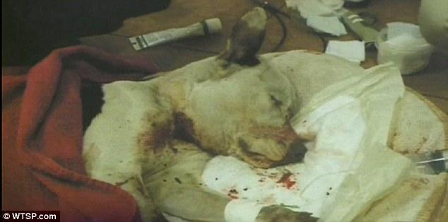 Perro vence a la muerte dos veces: Disparado en la cabeza y enterrado.