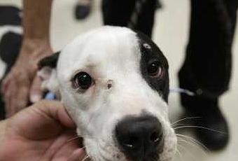 Perro vence a la muerte dos veces: Disparado en la cabeza y enterrado