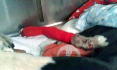 Galga atropellada. NECESITA AYUDA. (Córdoba)