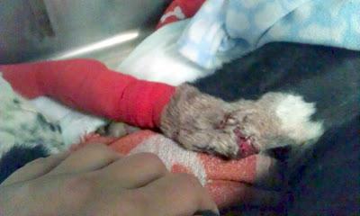 Galga atropellada. NECESITA AYUDA. (Córdoba)