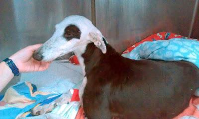 Galga atropellada. NECESITA AYUDA. (Córdoba)