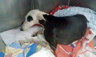 Galga atropellada. NECESITA AYUDA. (Córdoba)