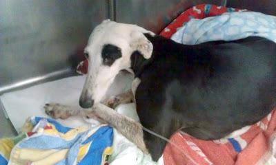 Galga atropellada. NECESITA AYUDA. (Córdoba)