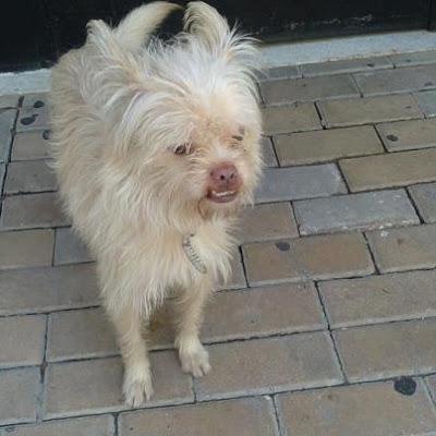 LUDY, pequeñito, delicado y solo en la calle. (Córdoba)