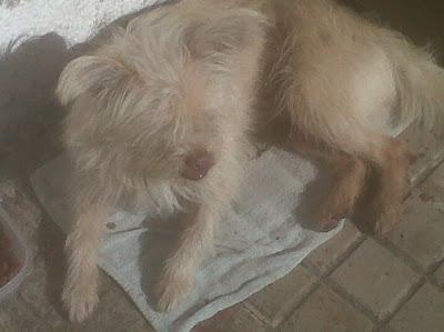 LUDY, pequeñito, delicado y solo en la calle. (Córdoba)