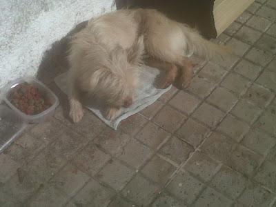 LUDY, pequeñito, delicado y solo en la calle. (Córdoba)