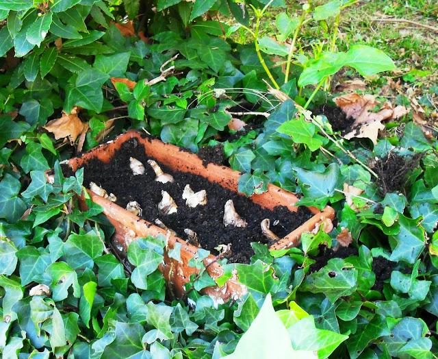 YA ES VIERNES......................(Jardinería).-