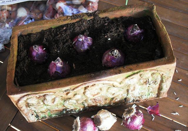 YA ES VIERNES......................(Jardinería).-