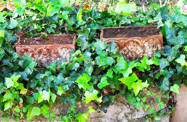 YA ES VIERNES......................(Jardinería).-