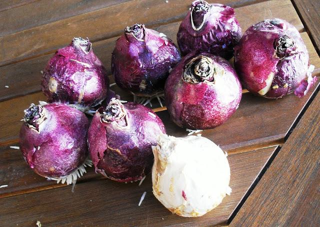 YA ES VIERNES......................(Jardinería).-