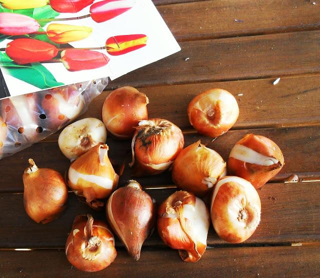 YA ES VIERNES......................(Jardinería).-