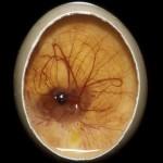 Día Mundial Sin Alcohol: el huevo o la gallina