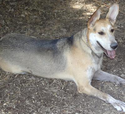 UNO DE LOS MÁS URGENTES!! UN CASO DESESPERADO EN PELIGRO DE SACRIFICIO.