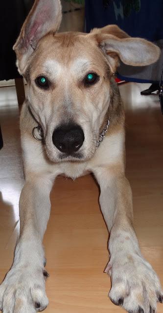 UNO DE LOS MÁS URGENTES!! UN CASO DESESPERADO EN PELIGRO DE SACRIFICIO.