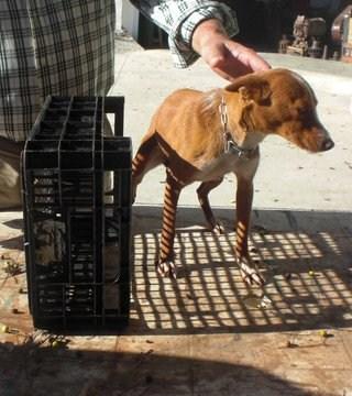 MINI PODENCA, ATERRORIZADA, URGE ACOGIDA O ADOPCIÓN. (CÓRDOBA)