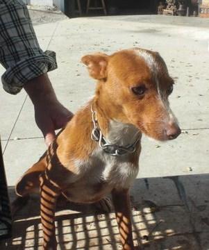 MINI PODENCA, ATERRORIZADA, URGE ACOGIDA O ADOPCIÓN. (CÓRDOBA)
