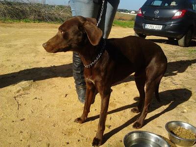 PRECIOSO LABRADOR COLOR CHOCOLATE OJOS VERDES MACHO. BUSCA HOGAR. SEVILLA‏