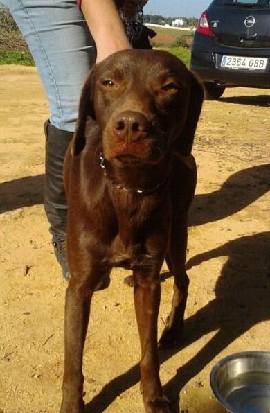 PRECIOSO LABRADOR COLOR CHOCOLATE OJOS VERDES MACHO. BUSCA HOGAR. SEVILLA‏