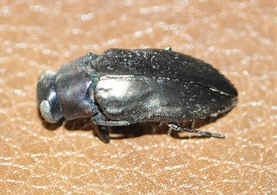 Nueva localidad y planta nutricia para Chrysobothris dorsata Nueva localidad y planta nutricia para Chrysobothris dorsata