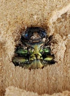 Nueva localidad y planta nutricia para Chrysobothris dorsata Nueva localidad y planta nutricia para Chrysobothris dorsata