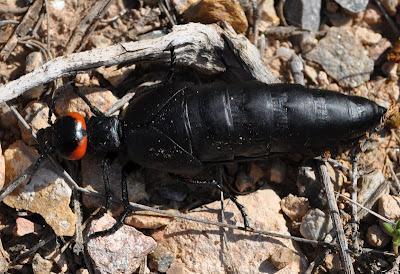 Berberomeloe insignis