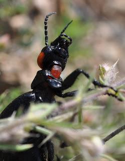 Berberomeloe insignis