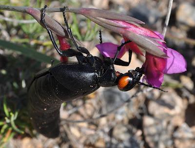 Berberomeloe insignis