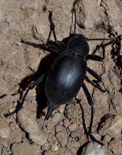 El escarabajo de la muerte