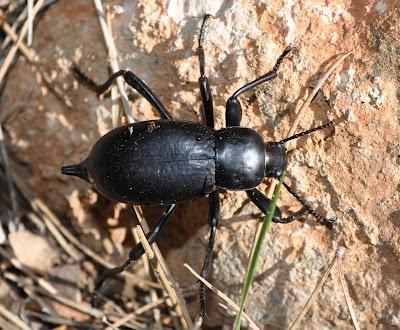 El escarabajo de la muerte