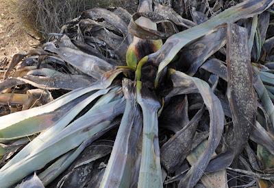 Llega a España el picudo del agave