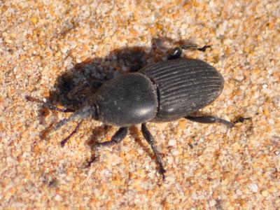 Llega a España el picudo del agave