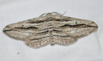 Trampa de luz en Biar